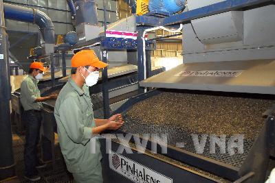 Tây Nguyên chủ yếu chế biến cà phê nhân theo công nghệ chế biến khô